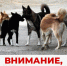 Внимание! Отлов безнадзорных собак! - Малосердобинский район